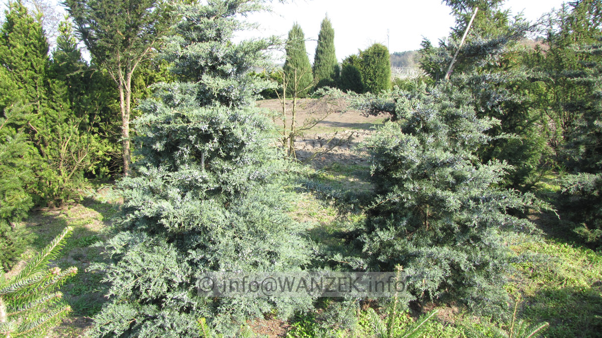 Juniperus virginiana Grey Owl aufrecht 2,5m 02.JPG